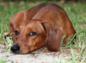 dog